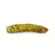 Fresh Shizuoka Wasabi